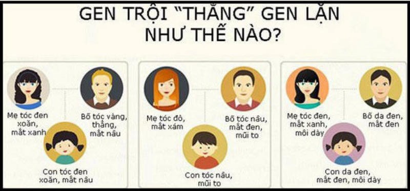 Gen trội biểu hiện tính trạng